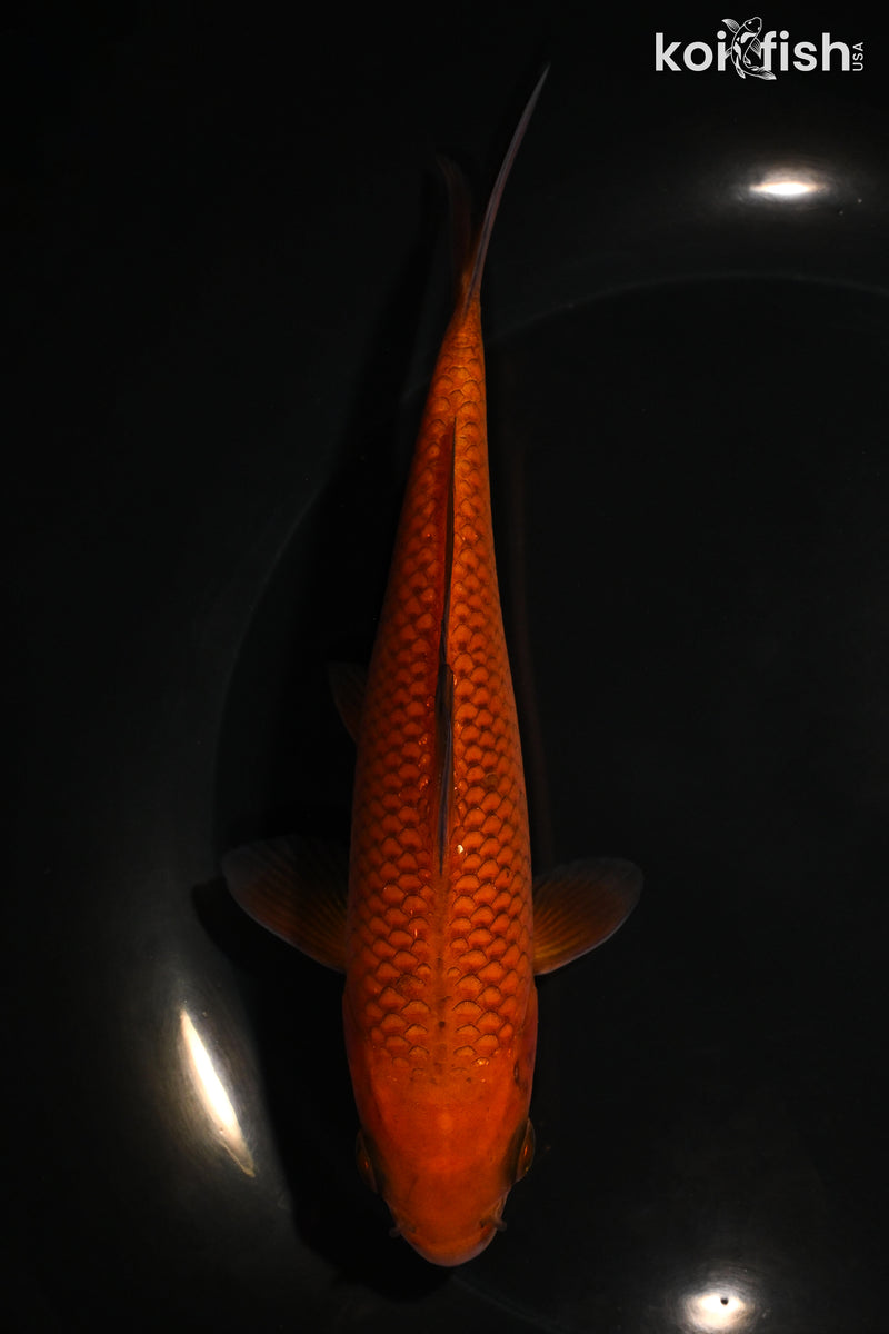 6.25" CHAGOI