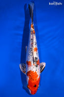 11" GINRIN YAMATO NISHIKI