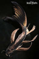 9.75" KIKOKURYU BUTTERFLY