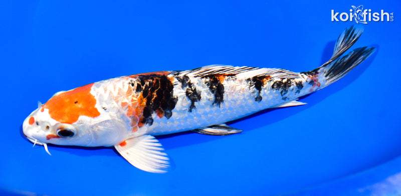 8.5" GINRIN YAMATO NISHIKI