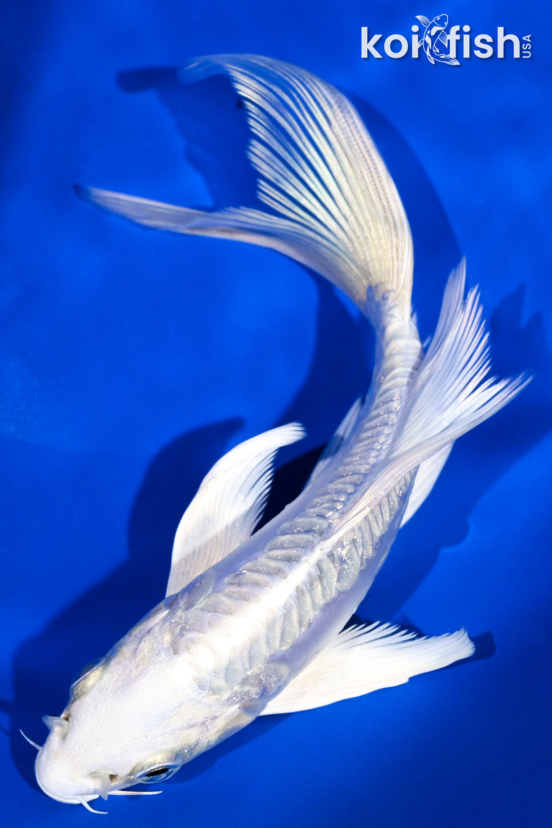 5.75" ARAGOKE PLATINUM OGON BUTTERFLY