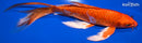 8.25" DOITSU ORENJI OGON BUTTERFLY