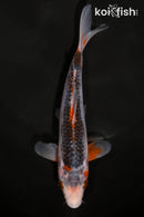 6.75" ASAGI