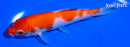5.5" KOHAKU
