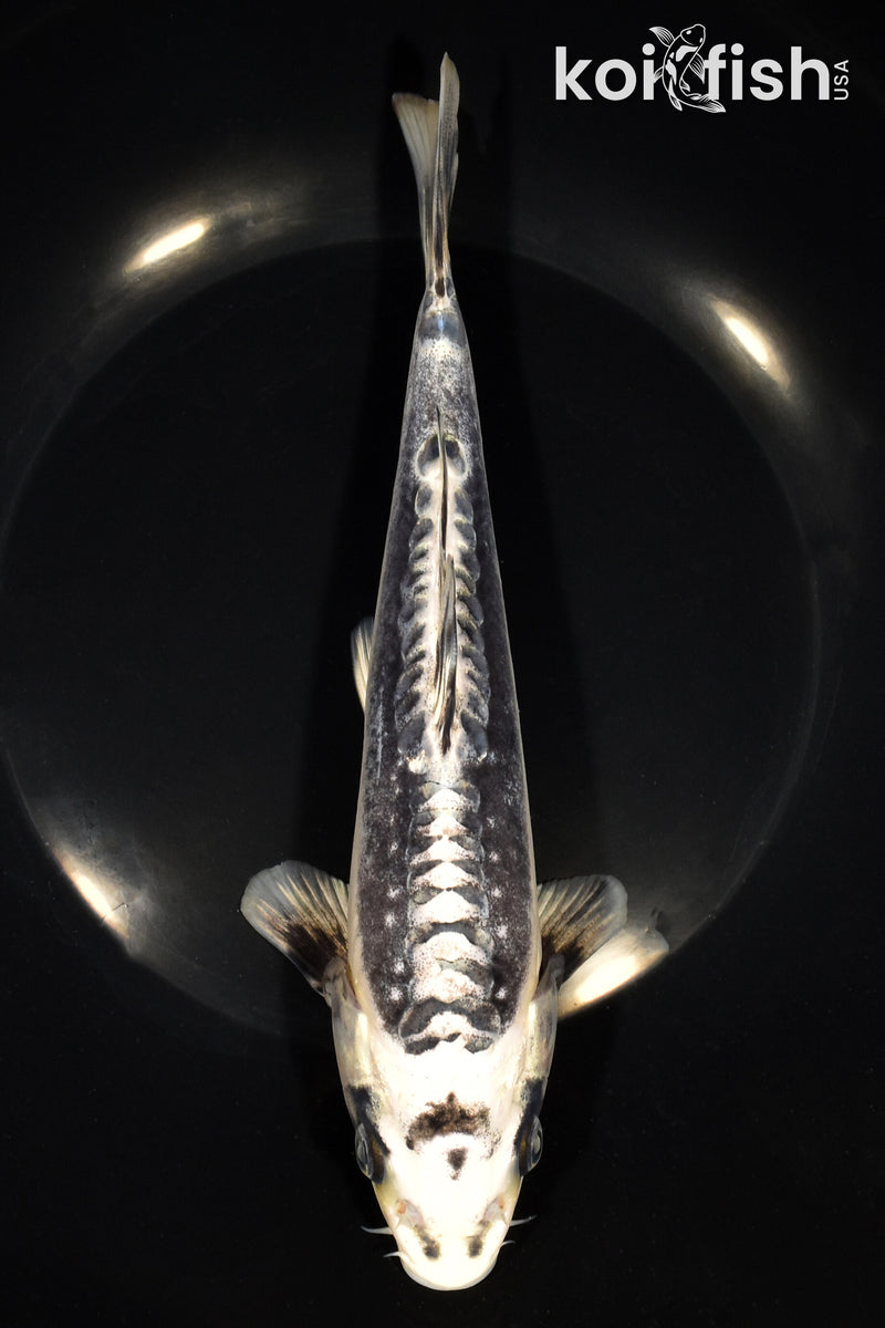 8.5" KIKOKURYU