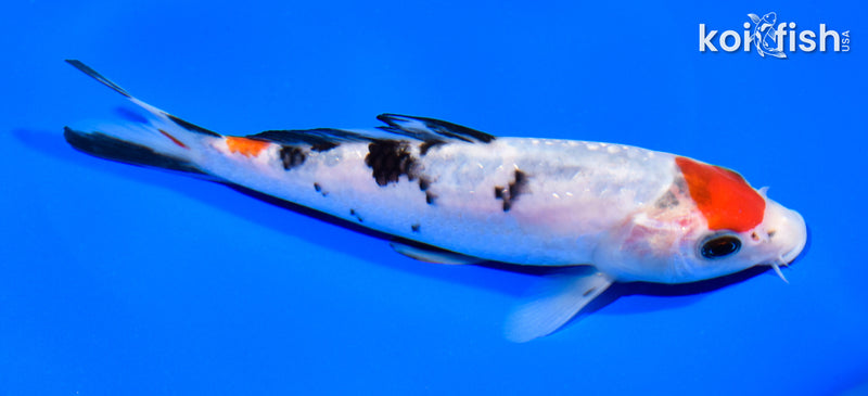 6.5" GINRIN MARUTEN SANKE