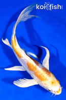 9.25" DOITSU LEMON HARIWAKE BUTTERFLY