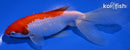 6.25" WATONAI GOLDFISH