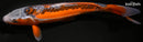 11.75" HI SHUSUI