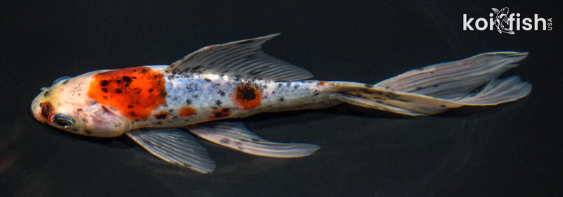 8" SHUBUNKIN GOLDFISH