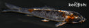 3.75" BENI GINGA