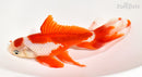 7.75" WATONAI GOLDFISH