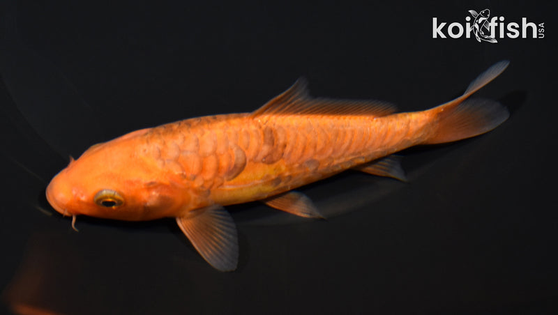 5.25" ARAGOKE CHAGOI
