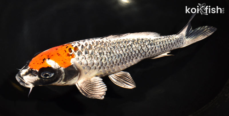 10.75" GINRIN BENI GINGA