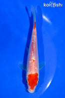 5" GINRIN KOHAKU