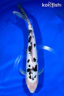 12.25" DOITSU SHIRO BEKKO