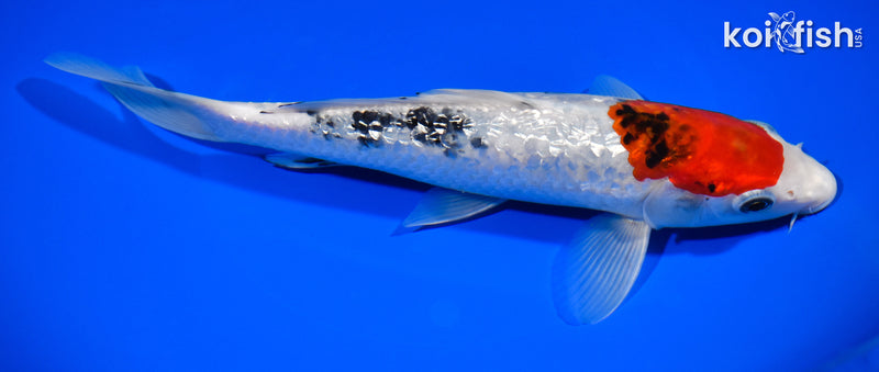 8.5" GINRIN TANCHO SANKE