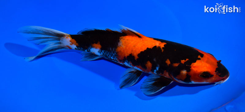 9.25" HI SHOWA