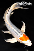 9" DOITSU KUJAKU BUTTERFLY