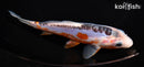 7" SHUSUI