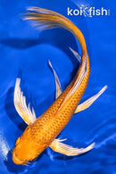 8.5" ORENJI OGON BUTTERFLY