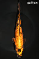 9.25" DOITSU KIN HI UTSURI