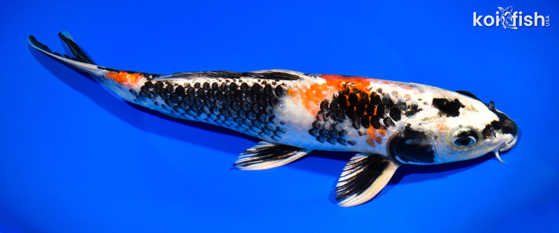 11.5" KIN SHOWA