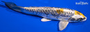 6.75" KIN KIKOKURYU