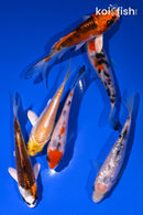 PACK OF (6) 3.75-4.5" STANDARD KOI