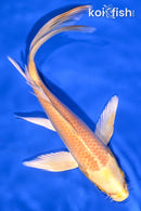 6.75" YAMABUKI OGON BUTTERFLY