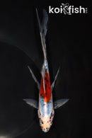 7.25" SHUBUNKIN GOLDFISH