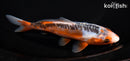6.5" HI SHUSUI