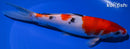 8.25" SANKE