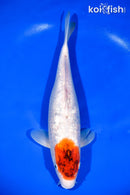 13.25" GINRIN TANCHO GOROMO