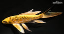 7.5" KIN KIKOKURYU BUTTERFLY