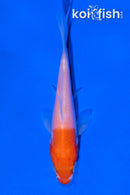 3.5" KOHAKU