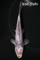 5.5" GOSHIKI