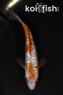 4" GINRIN OCHIBA SHIGURE