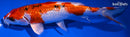 8.25" GINRIN YAMATO NISHIKI