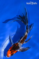 5.25" BENI KIKOKURYU BUTTERFLY