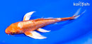 7" KIKUSUI BUTTERFLY