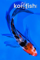 4" SANKE BUTTERFLY