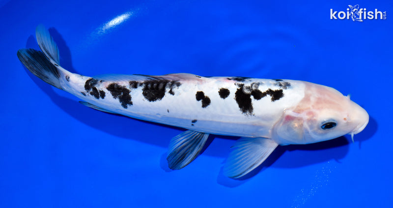 12.25" DOITSU SHIRO BEKKO