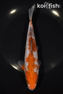 7.75" OCHIBA SHIGURE