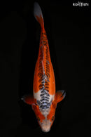 11.75" HI SHUSUI
