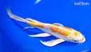 9.25" DOITSU LEMON HARIWAKE BUTTERFLY