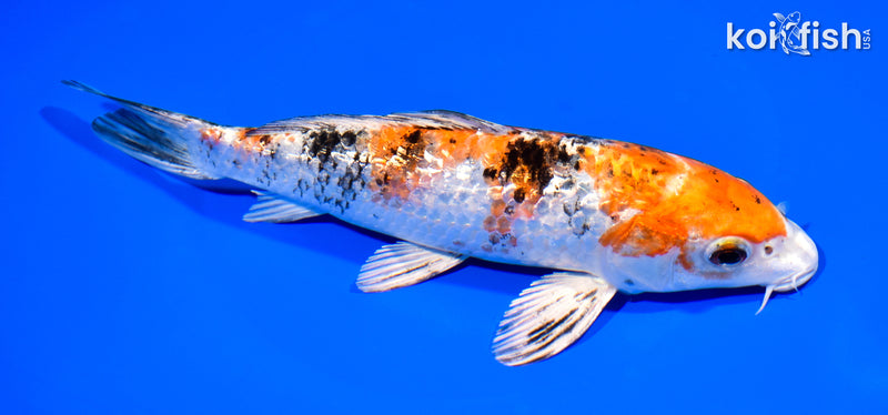 8" GINRIN YAMATO NISHIKI