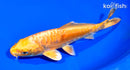 7" ARAGOKE YAMABUKI OGON