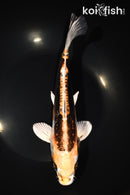 10.25" BENI KIKOKURYU