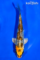 5" GINRIN BENI GINGA